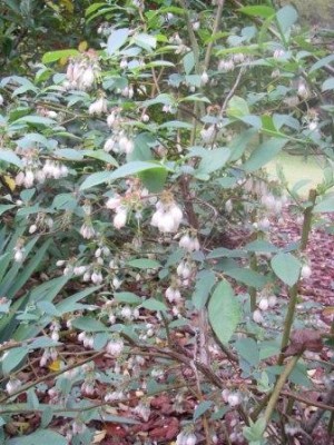 Highbush Blueberry
